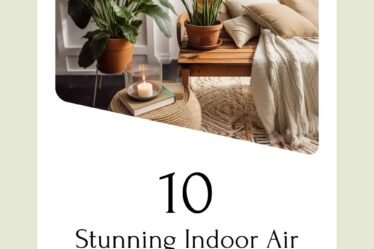 Indoor Air Cleaning Plants