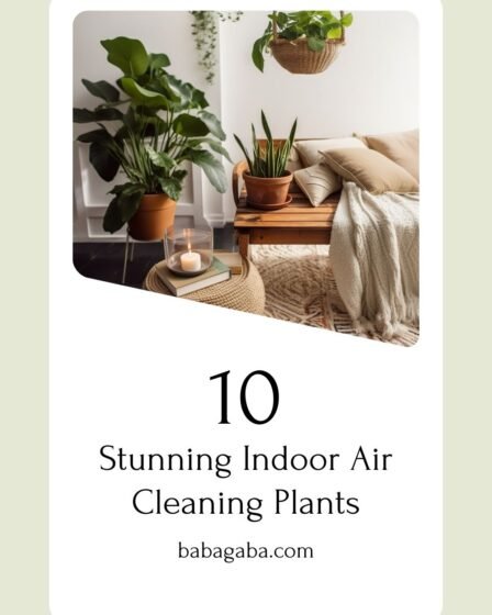 Indoor Air Cleaning Plants